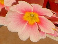 vE|AT(Primula polyantha)