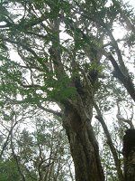 TLV}XIEmLi擇hF̖؁j