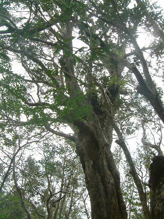 TLV}XIEmLi擇hF̖؁j