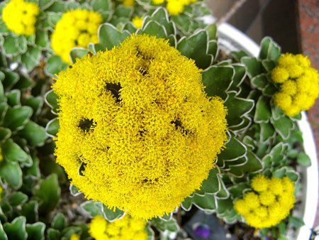アゲラタム Ageratum かぎけんweb アゲラタム Ageratum かぎけんweb