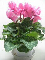 VN(Cyclamen)