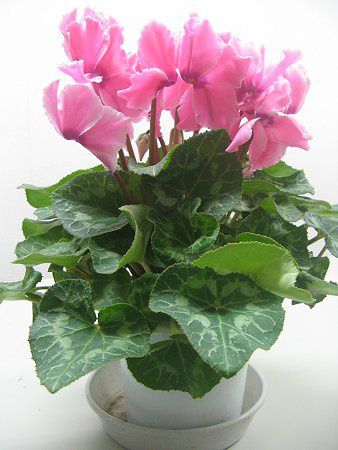 VN(Cyclamen)