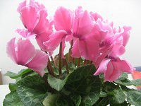 VN(Cyclamen)