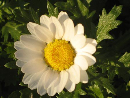 クリサンセマム・ノースポール(Chrysanthemum North Pole)【か
