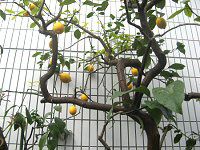 ������(Lemon)