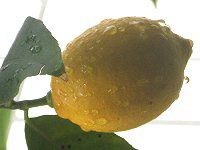 ������(Lemon)