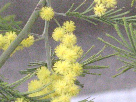 AJVA(Acacia)