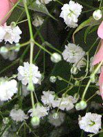 JX~\E(j-white-summer