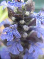 AWK(Ajuga)