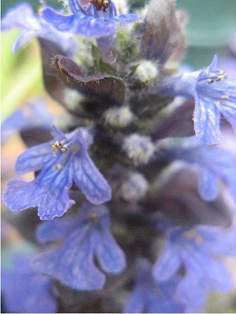 アジュガ Ajuga かぎけんweb