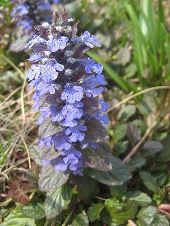 アジュガ Ajuga かぎけんweb