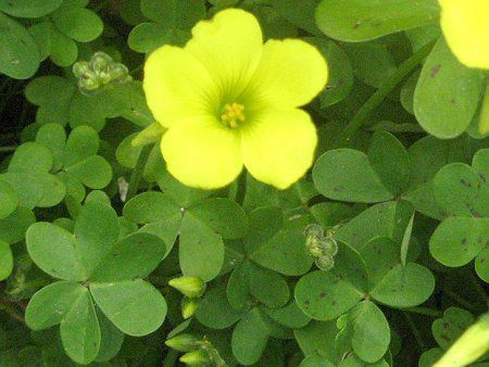 オオキバナカタバミ 大黄花片 かぎけんweb