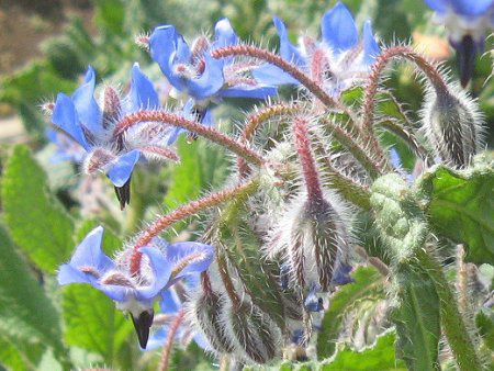 {W(Borage)