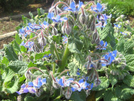 {W(Borage)
