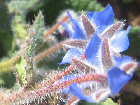 ボリジ Borage かぎけんweb