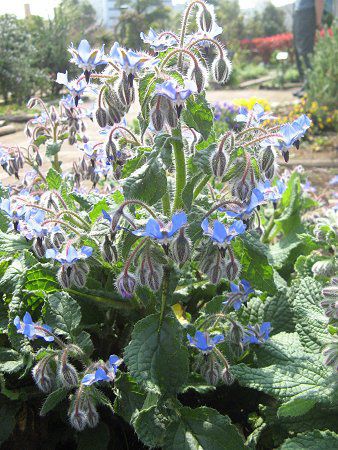 {W(Borage)
