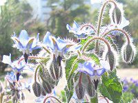 {W(Borage)