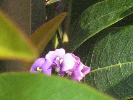 n[fxMA(Hardenbergia)