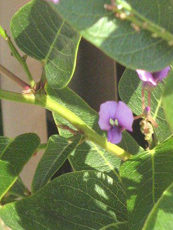 n[fxMA(Hardenbergia)