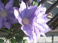 N}`X (Clematis)