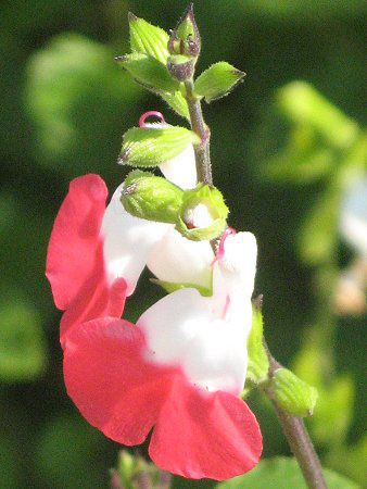 サルビア ミクロフィラ ホットリップス Salvia Microphylla Hot Lips