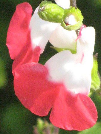 サルビア ミクロフィラ ホットリップス Salvia Microphylla Hot Lips