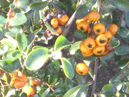 sJT(Pyracantha)