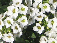 XC[gAbT(Sweet Alyssum)