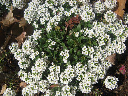 XC[gAbT(Sweet Alyssum)