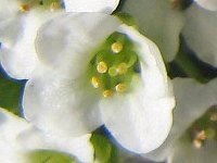 AbT(Alyssum)