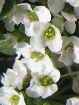 XC[gAbT(Sweet Alyssum)