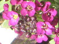 AbT(Sweet Alyssum)