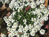 XC[gAbT(Sweet Alyssum)