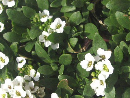 XC[gAbT(Sweet Alyssum)