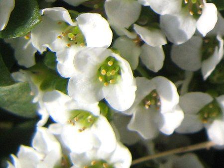 XC[gAbT(Sweet Alyssum)
