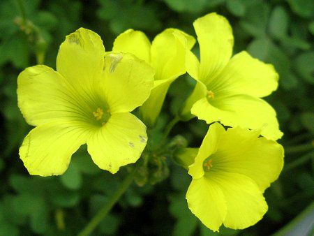 オオキバナカタバミ 大黄花片 かぎけんweb