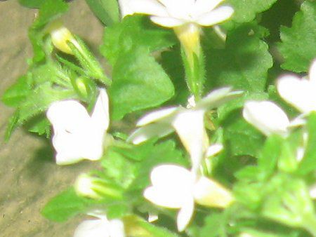 oRp(Bacopa)