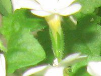 oRp(Bacopa)