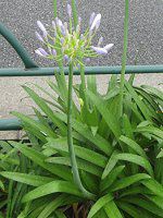 AKpTX(Agapanthus)