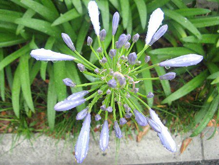 AKpTX(Agapanthus)
