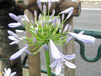 AKpTX(Agapanthus)