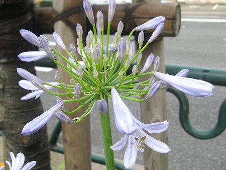 アガパンサス Agapanthus かぎけんweb アガパンサス Agapanthus かぎけんweb