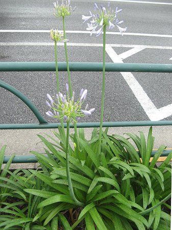 AKpTX(Agapanthus)