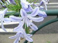 AKpTX(Agapanthus)
