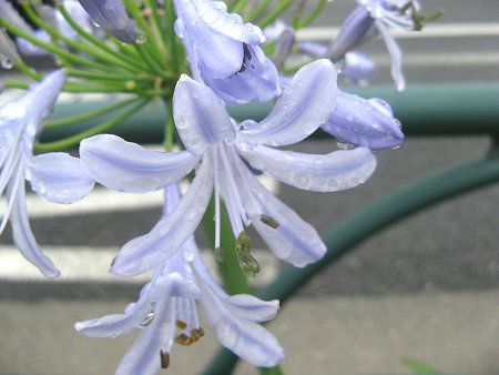 AKpTX(Agapanthus)