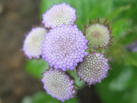 アゲラタム Ageratum かぎけんweb アゲラタム Ageratum かぎけんweb