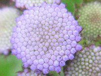 AQ^(Ageratum)