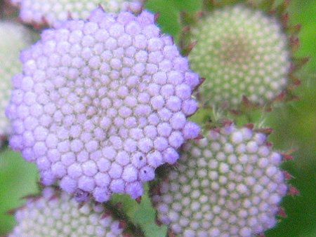 アゲラタム Ageratum かぎけんweb アゲラタム Ageratum かぎけんweb