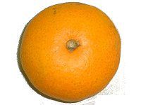 �~�J���i�É����j