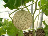 メロン Melon かぎけんweb メロン Melon かぎけんweb